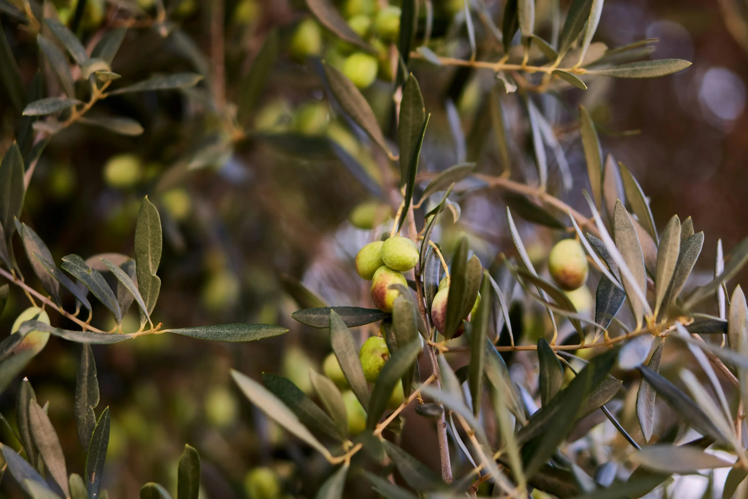 olivetree